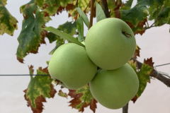 Manzanas de la Escuela Infantil Mar de Soles