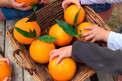 Niños recogiendo naranjas del huerto de la Escuela Infantil Mar de Soles